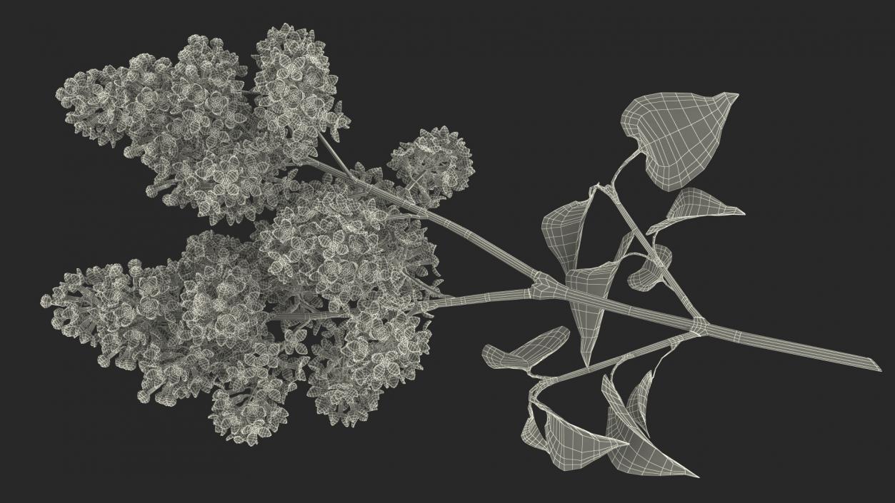 Common Lilac Syringa Vulgaris 3D model