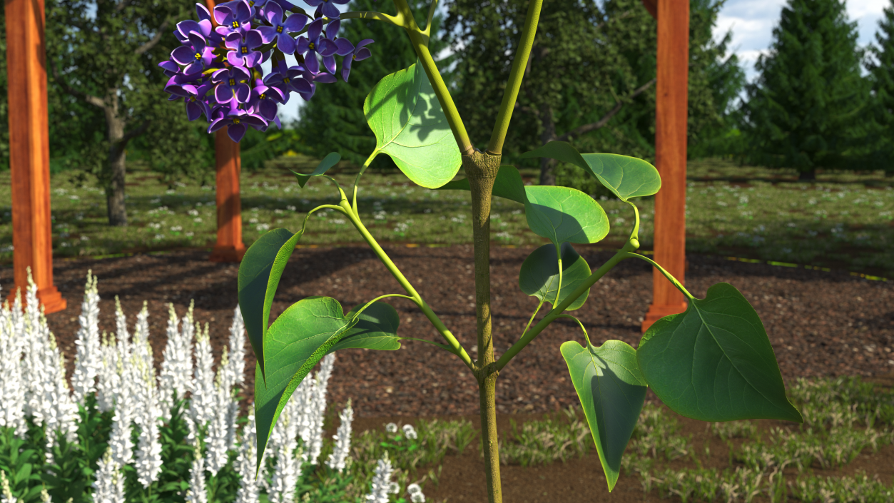 Common Lilac Syringa Vulgaris 3D model