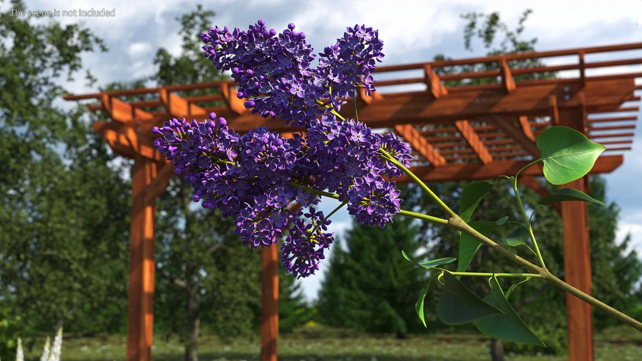 Common Lilac Syringa Vulgaris 3D model