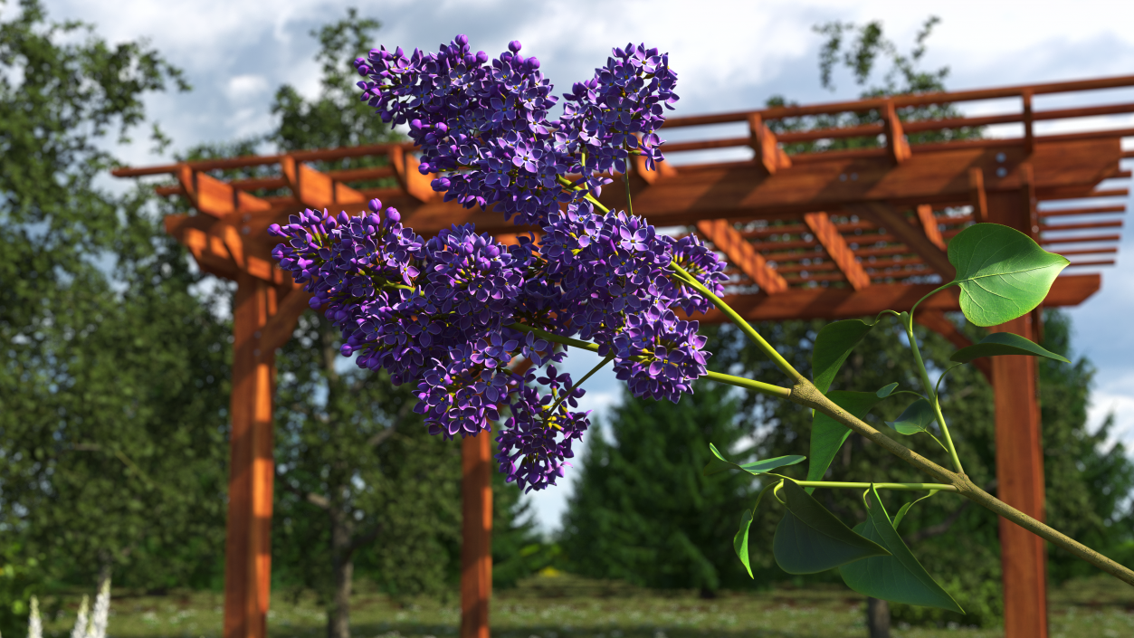 Common Lilac Syringa Vulgaris 3D model