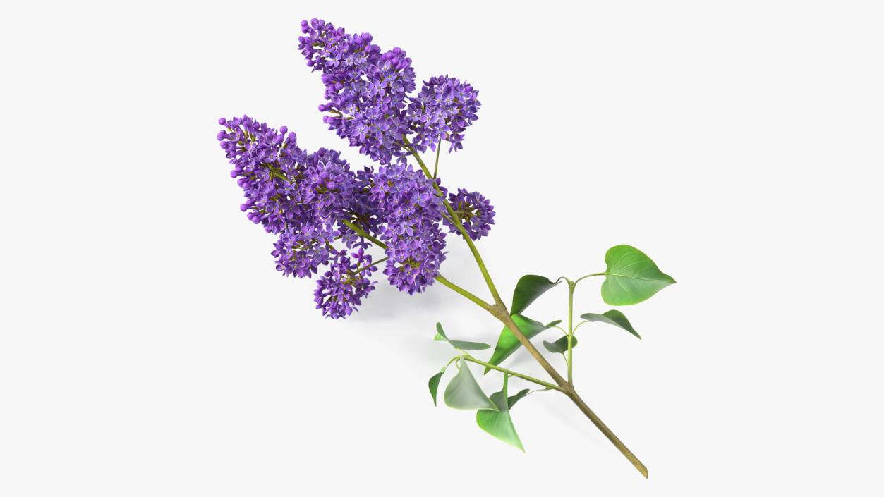 Common Lilac Syringa Vulgaris 3D model