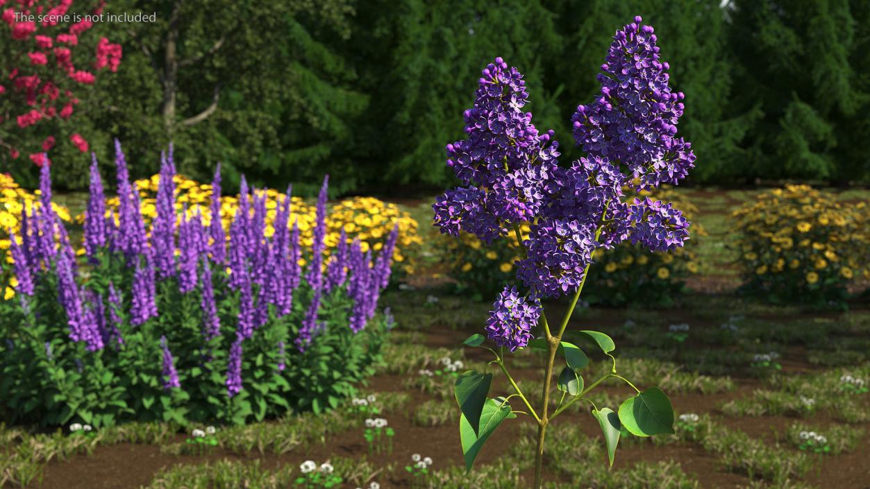 Common Lilac Syringa Vulgaris 3D model