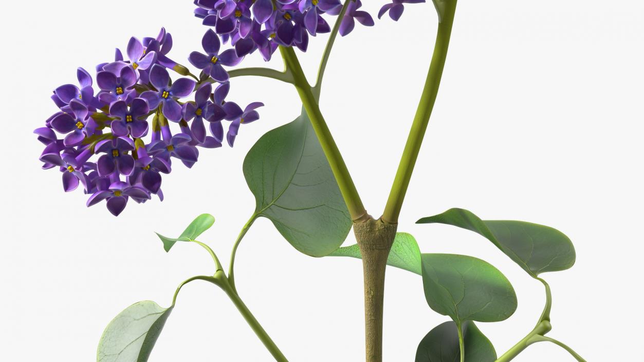 Common Lilac Syringa Vulgaris 3D model