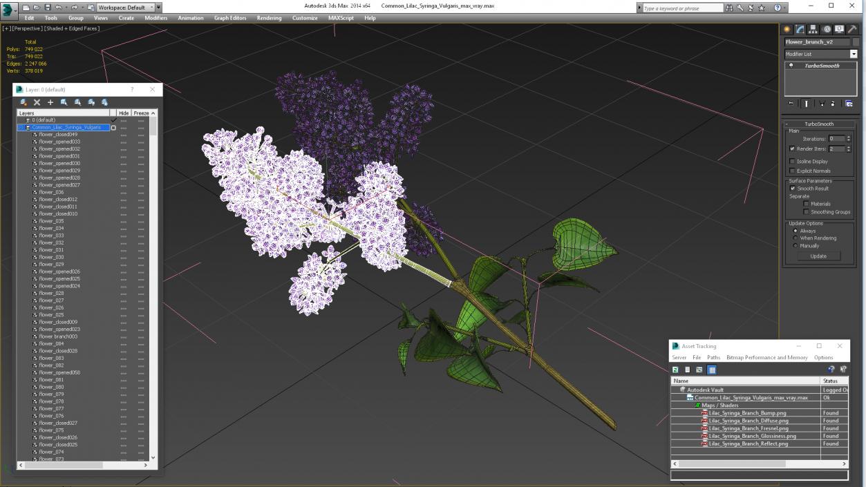 Common Lilac Syringa Vulgaris 3D model