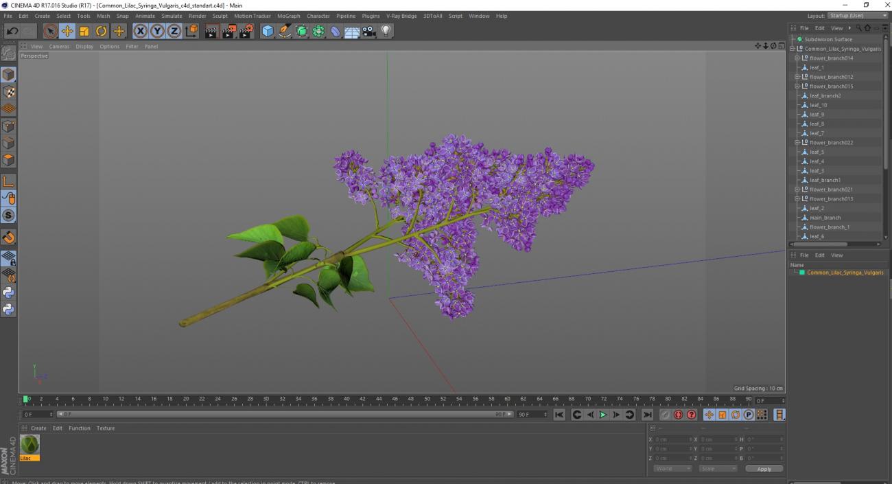 Common Lilac Syringa Vulgaris 3D model