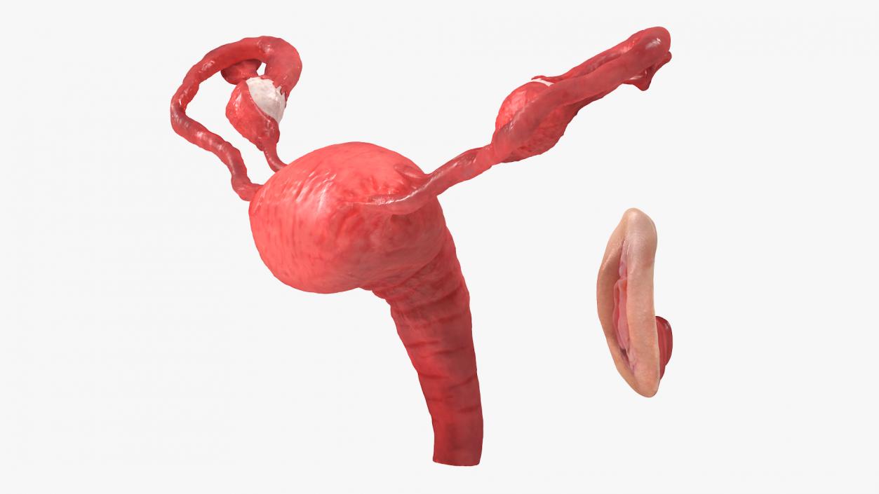 Uterus Anatomy 3D model