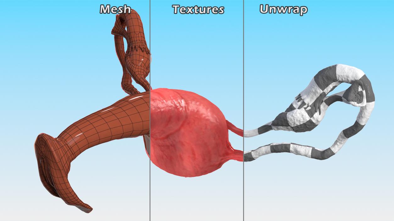 Uterus Anatomy 3D model