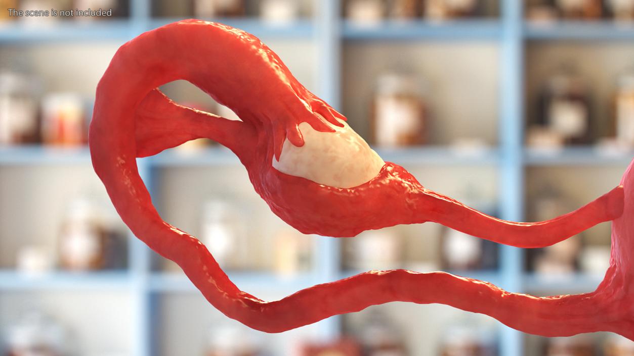 Uterus Anatomy 3D model