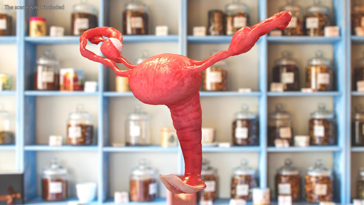 Uterus Anatomy 3D model