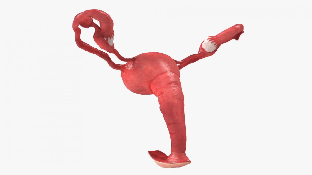 Uterus Anatomy 3D model