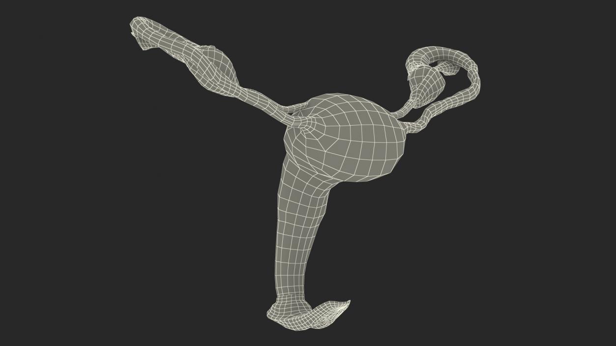 Uterus Anatomy 3D model