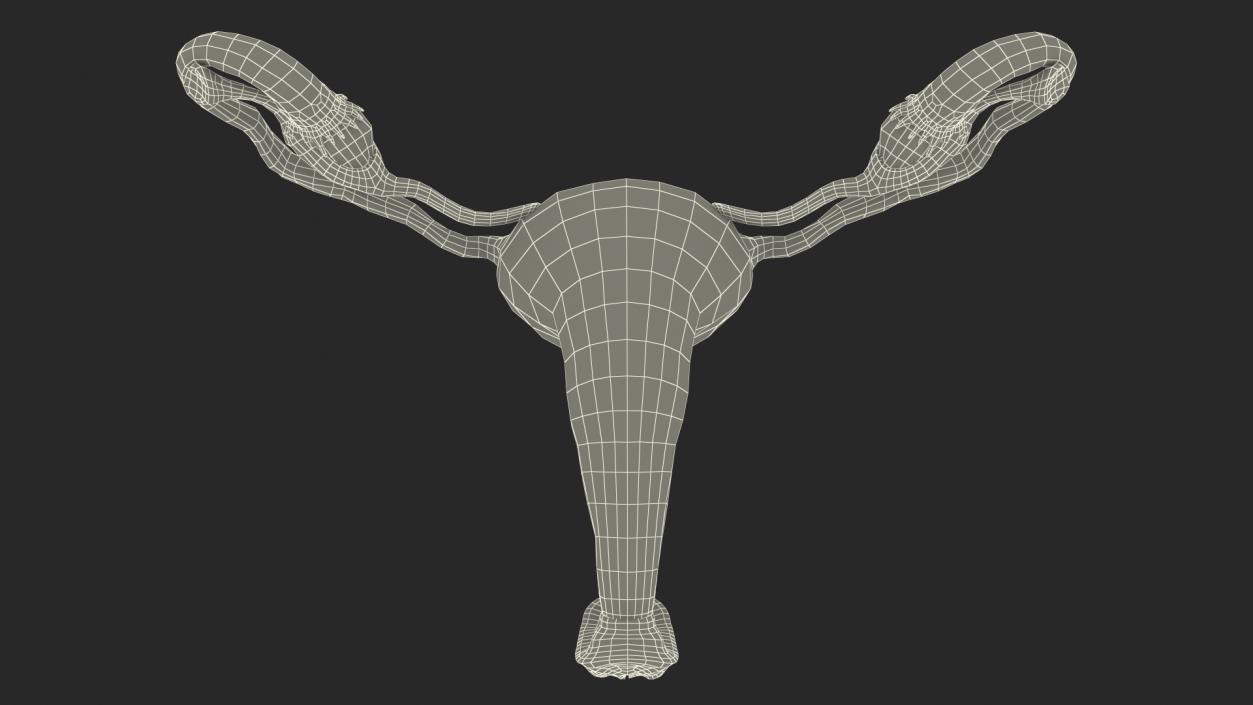 Uterus Anatomy 3D model