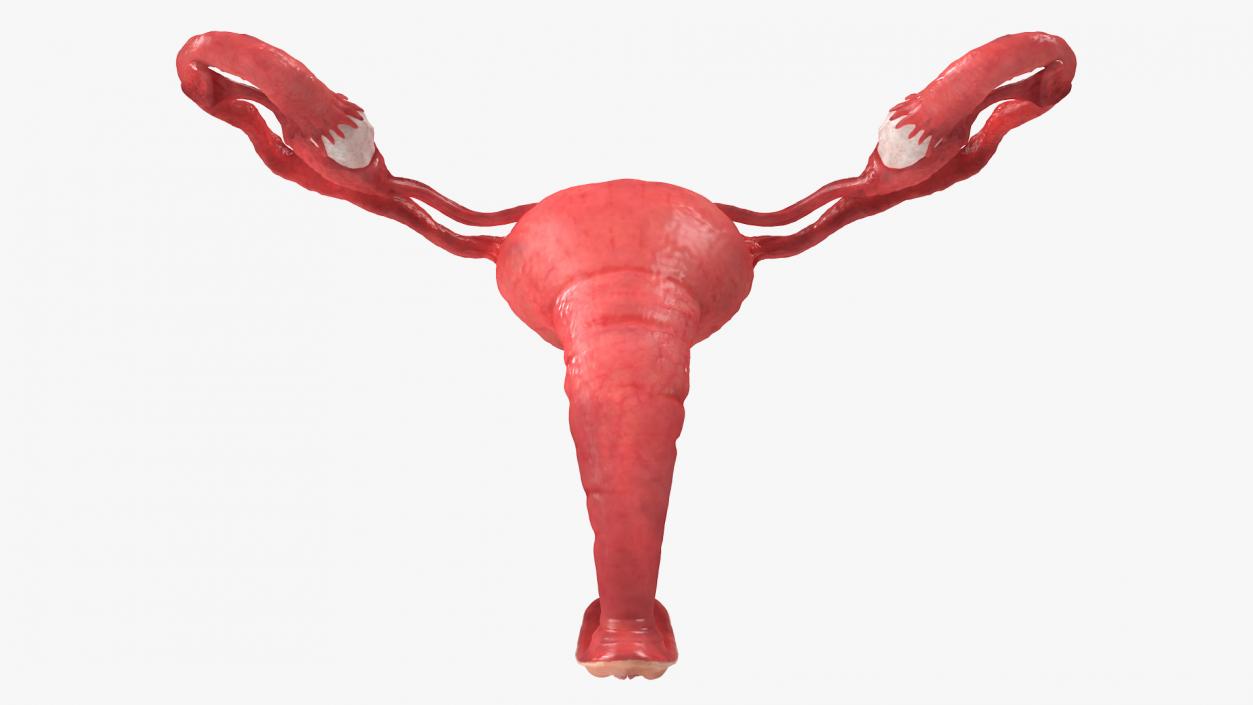 Uterus Anatomy 3D model