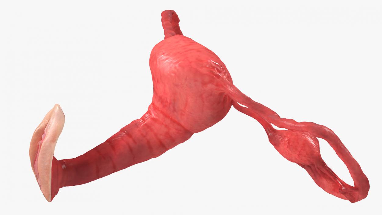 Uterus Anatomy 3D model