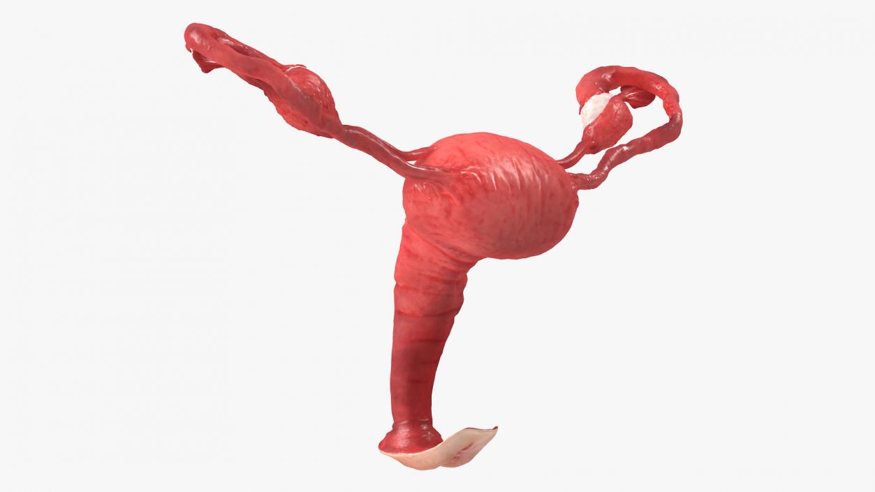 Uterus Anatomy 3D model