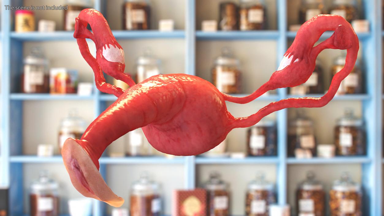 Uterus Anatomy 3D model