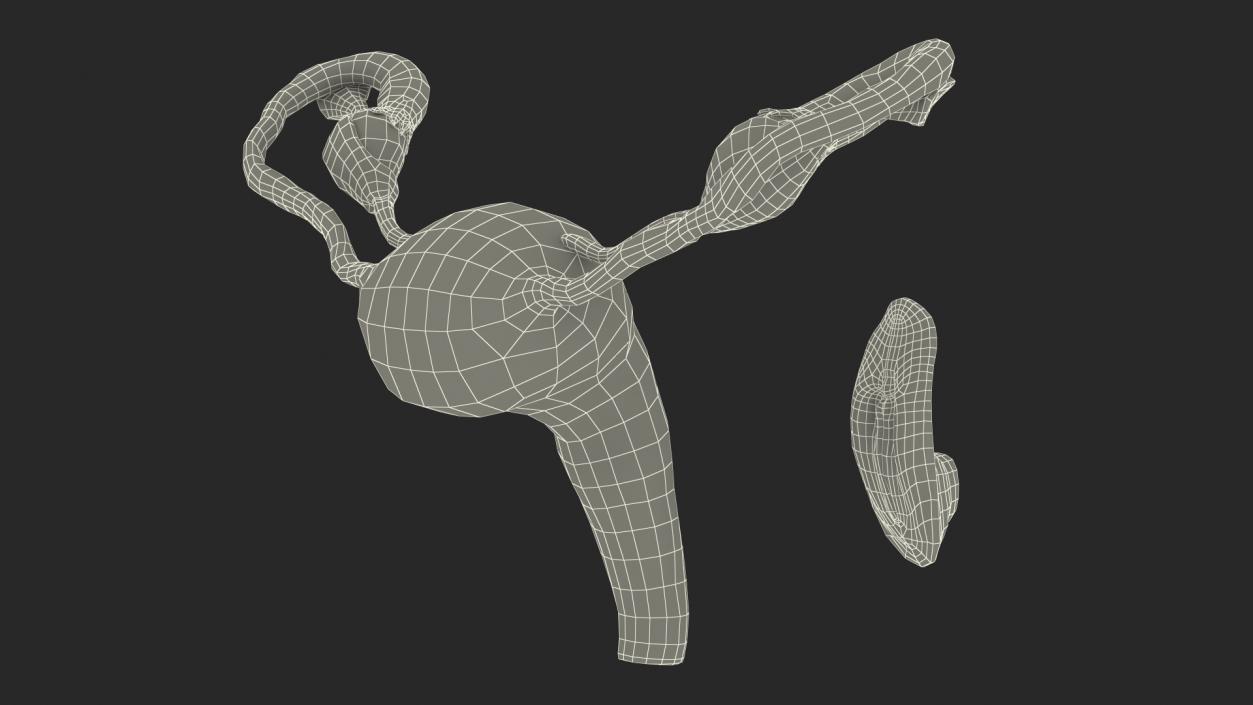 Uterus Anatomy 3D model