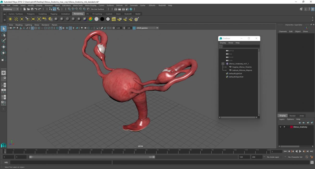 Uterus Anatomy 3D model