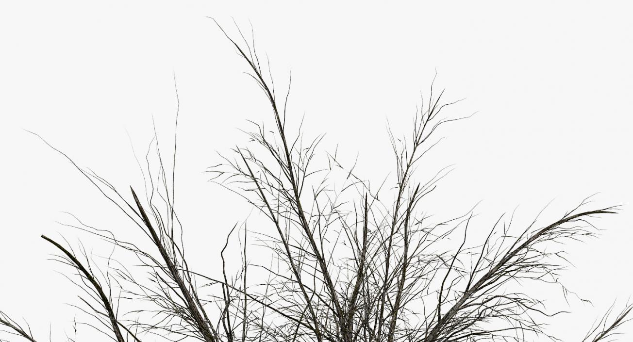 3D Winter Pear Tree