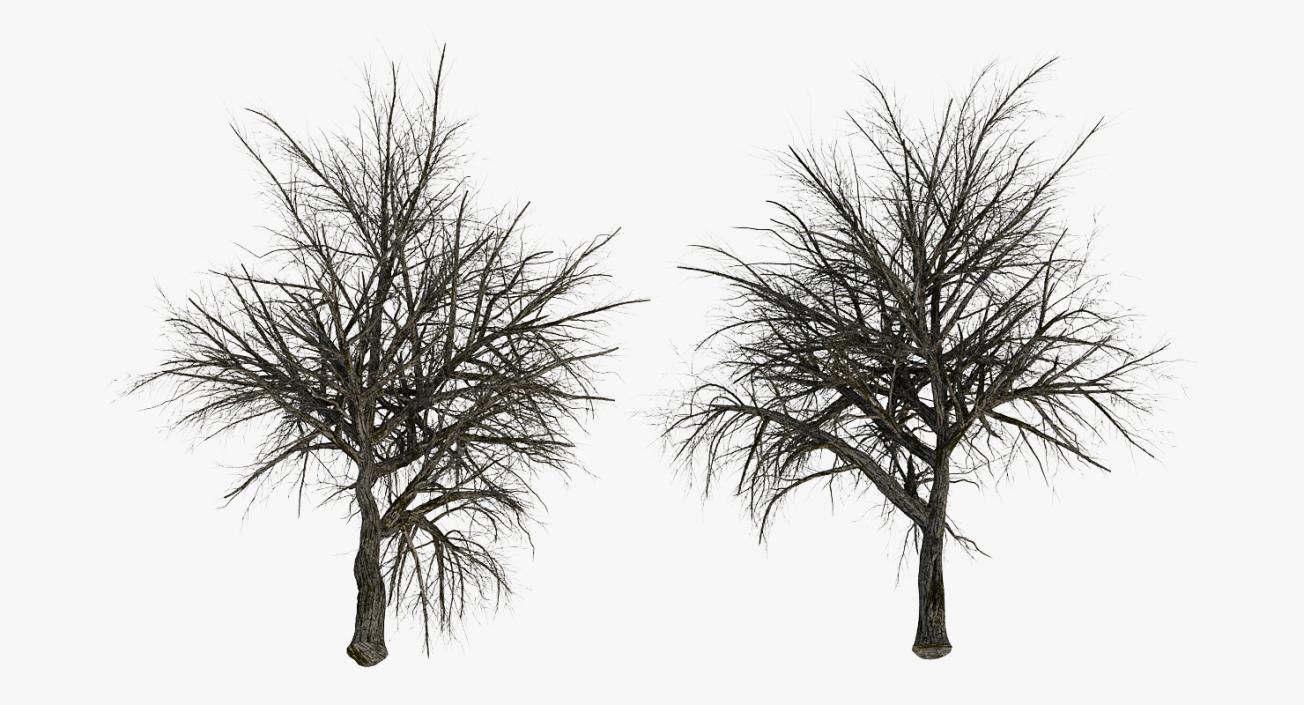 3D Winter Pear Tree