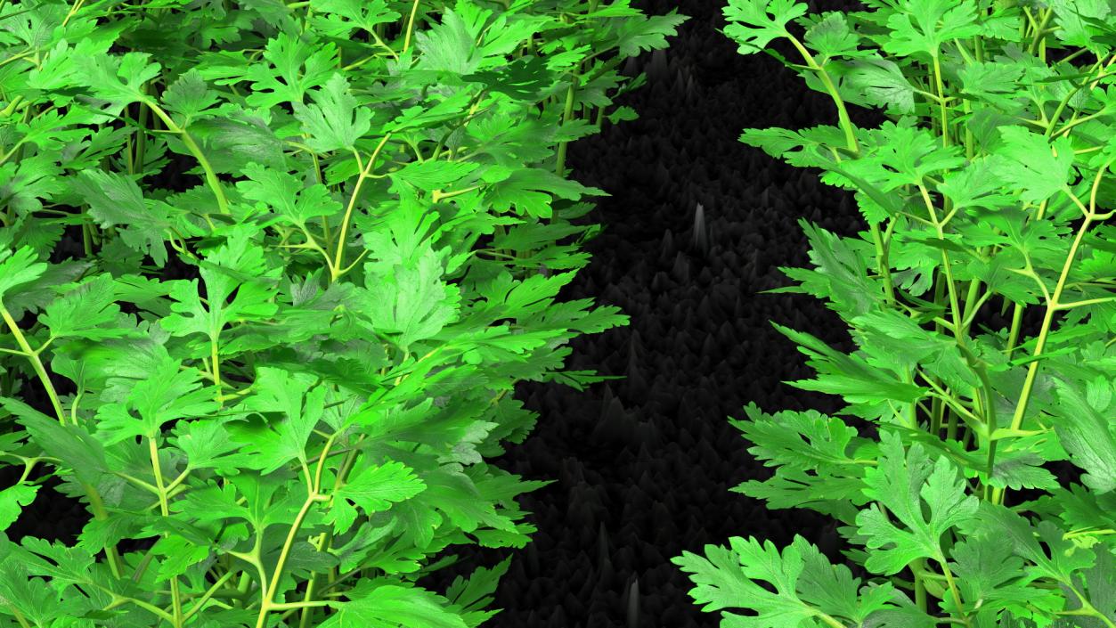 Young Parsley Grows in Rows 3D