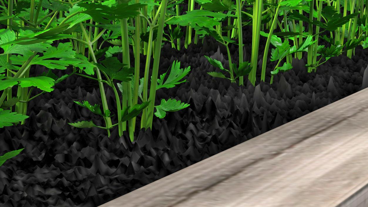 Young Parsley Grows in Rows 3D