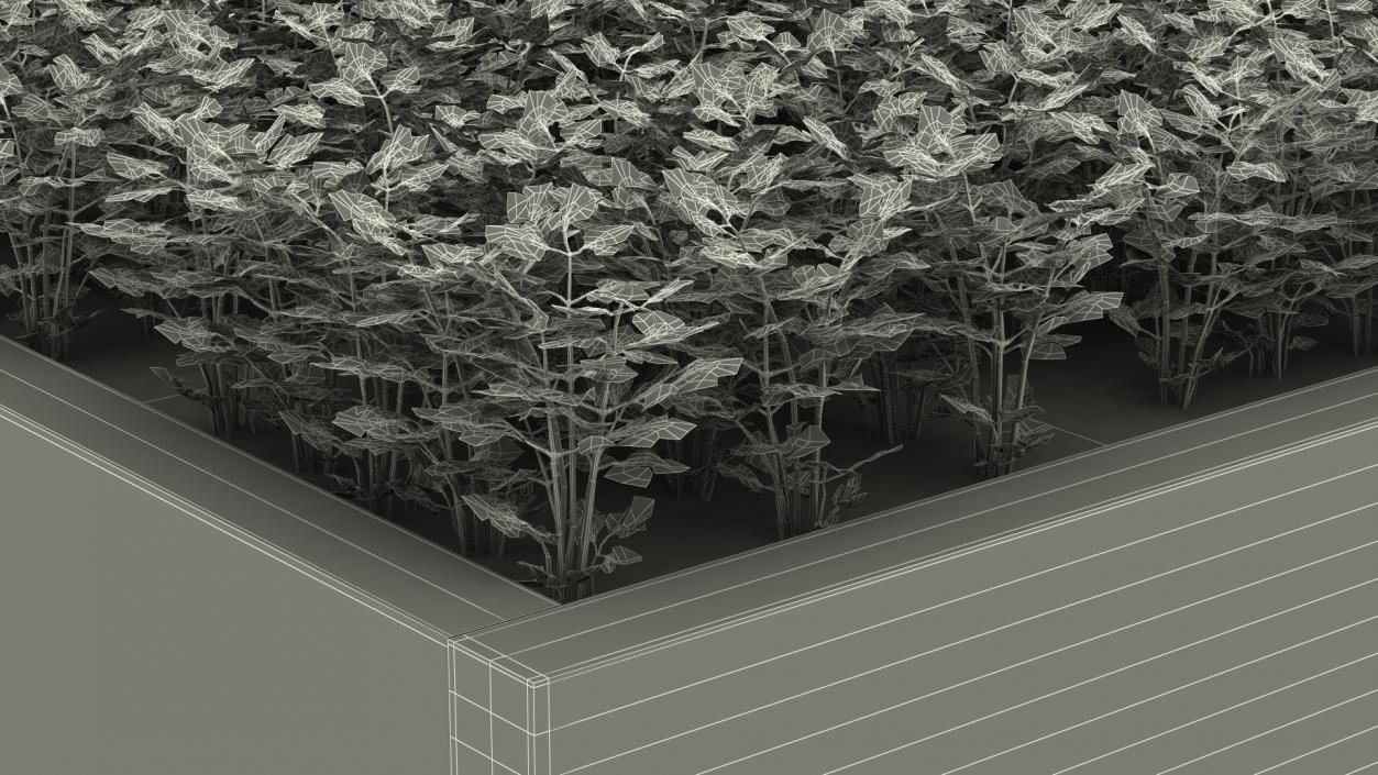 Young Parsley Grows in Rows 3D