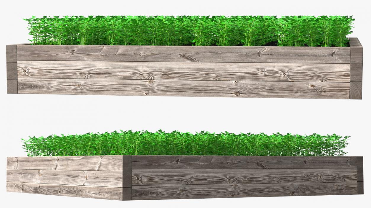 Young Parsley Grows in Rows 3D