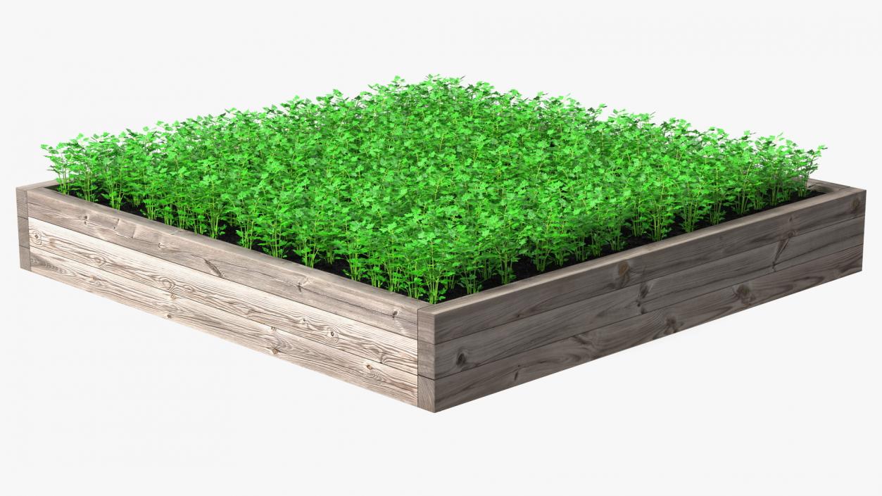 Young Parsley Grows in Rows 3D