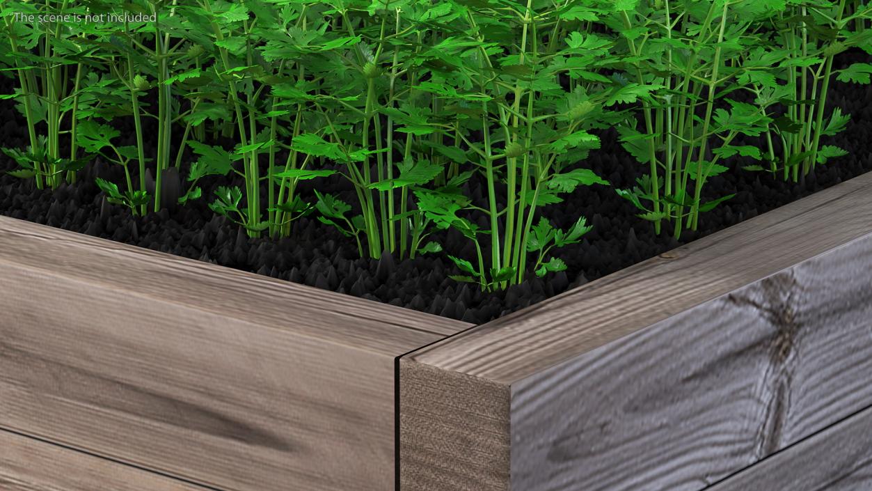 Young Parsley Grows in Rows 3D