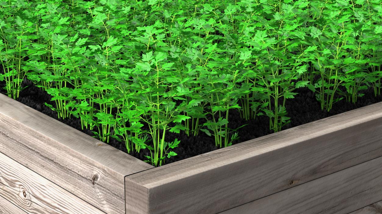 Young Parsley Grows in Rows 3D