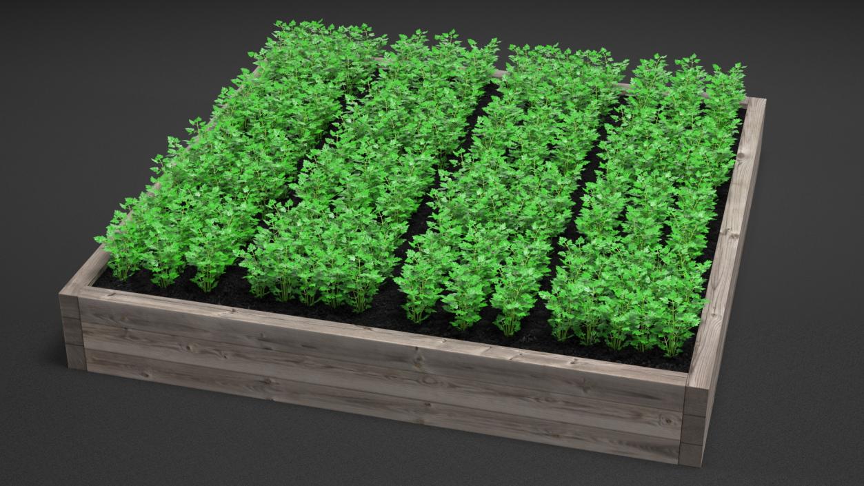 Young Parsley Grows in Rows 3D