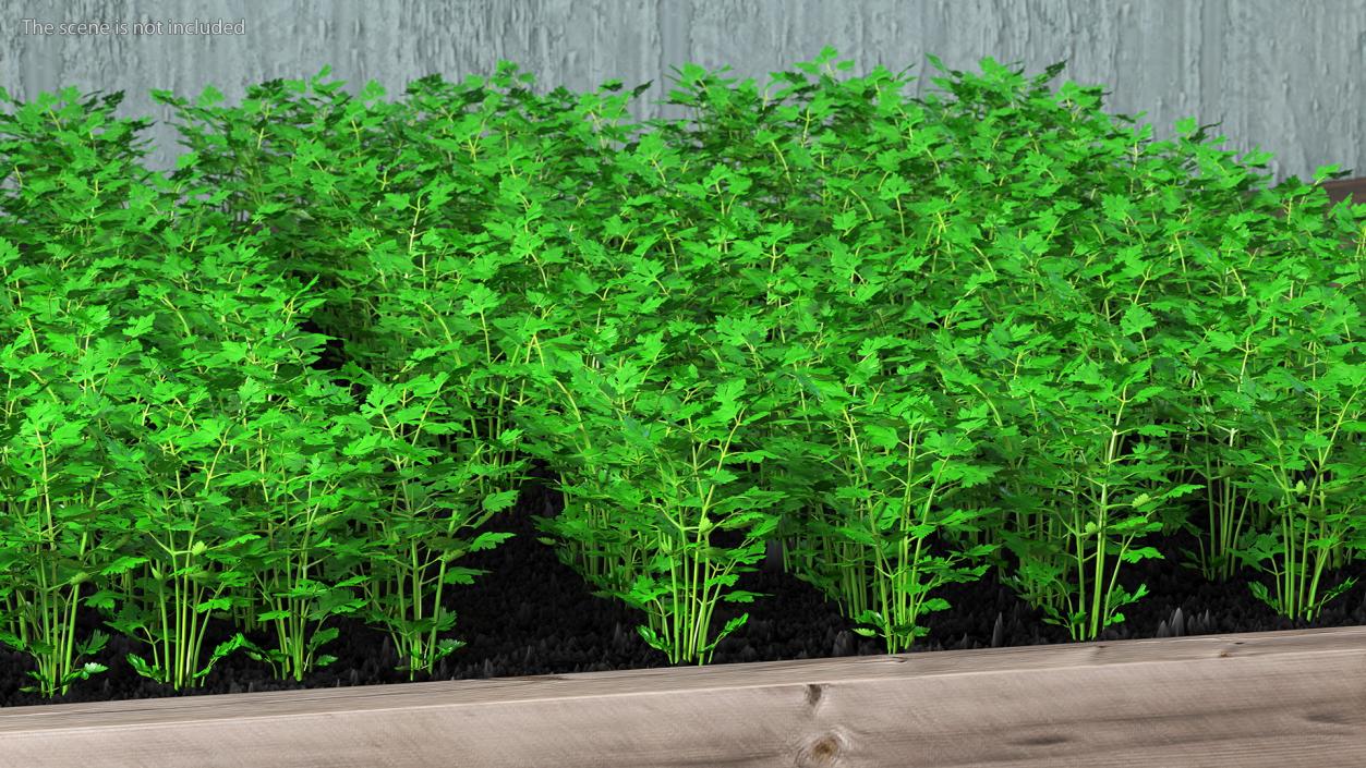 Young Parsley Grows in Rows 3D