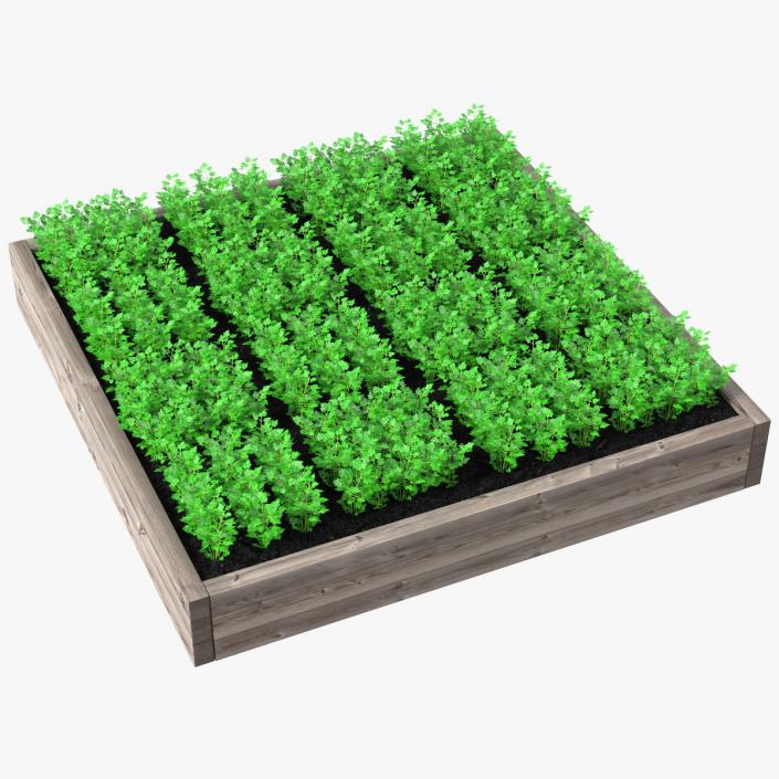 Young Parsley Grows in Rows 3D