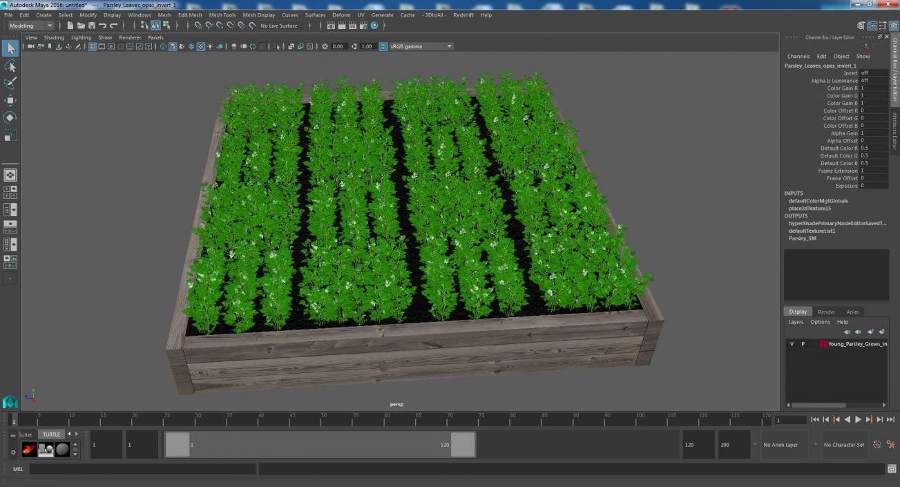 Young Parsley Grows in Rows 3D