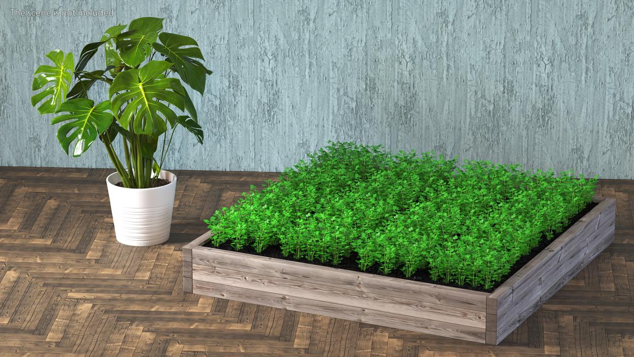 Young Parsley Grows in Rows 3D