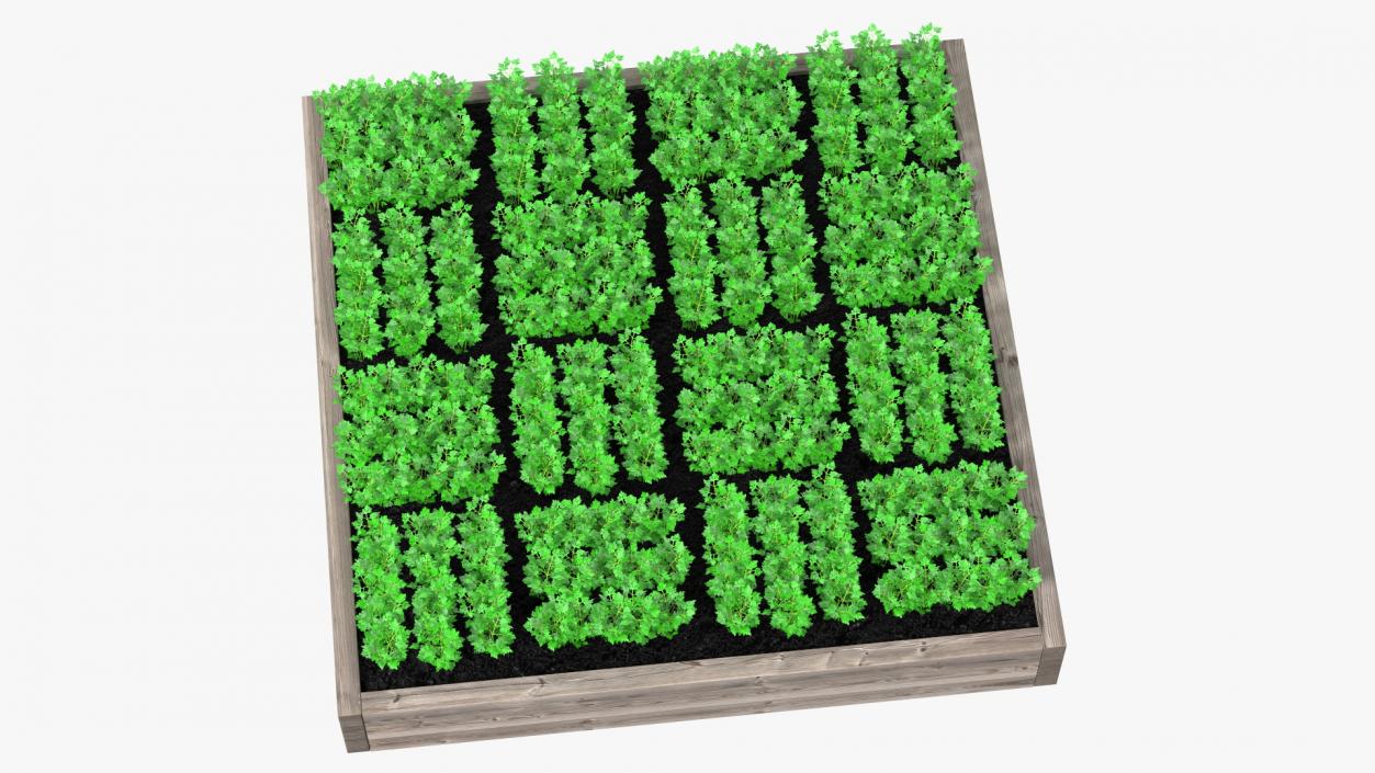 Young Parsley Grows in Rows 3D