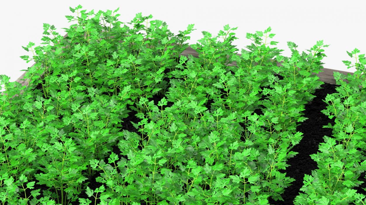 Young Parsley Grows in Rows 3D