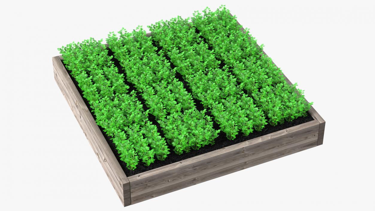 Young Parsley Grows in Rows 3D