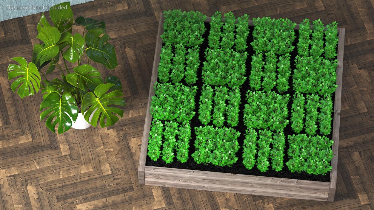 Young Parsley Grows in Rows 3D