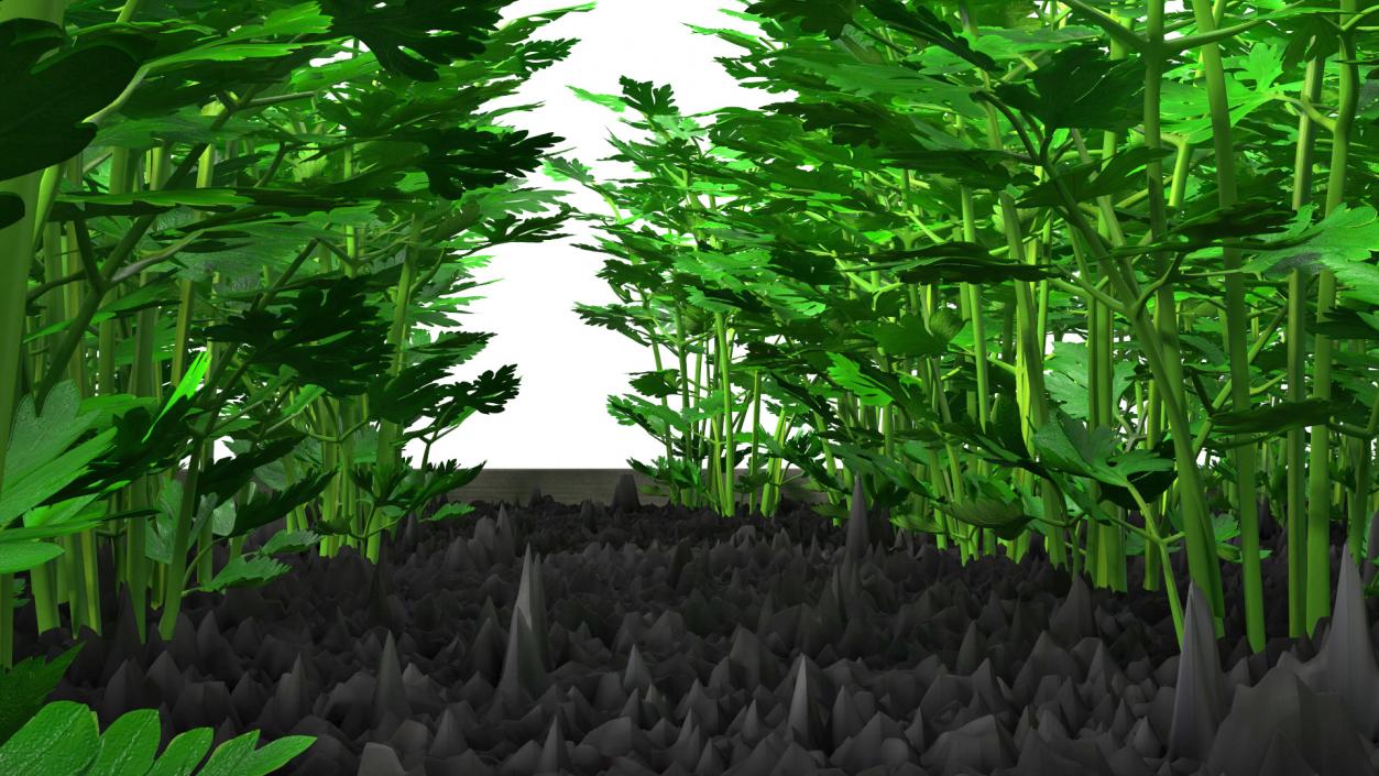 Young Parsley Grows in Rows 3D