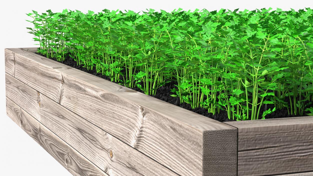 Young Parsley Grows in Rows 3D