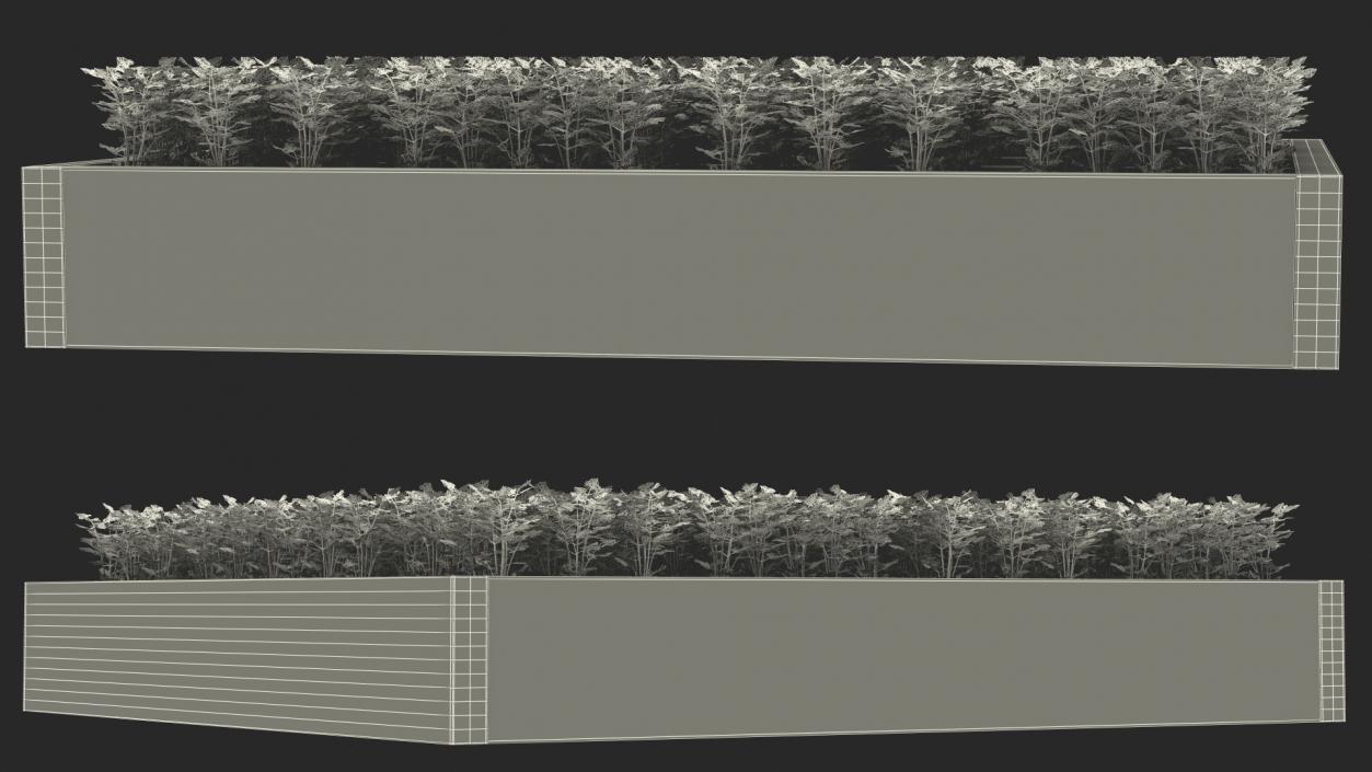 Young Parsley Grows in Rows 3D