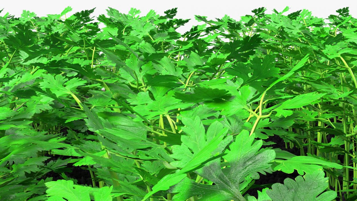 Young Parsley Grows in Rows 3D