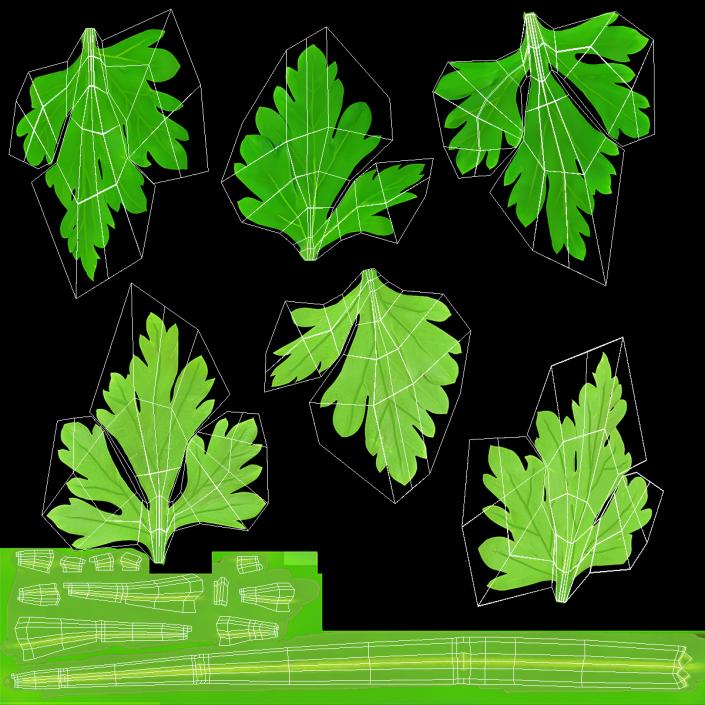 Young Parsley Grows in Rows 3D