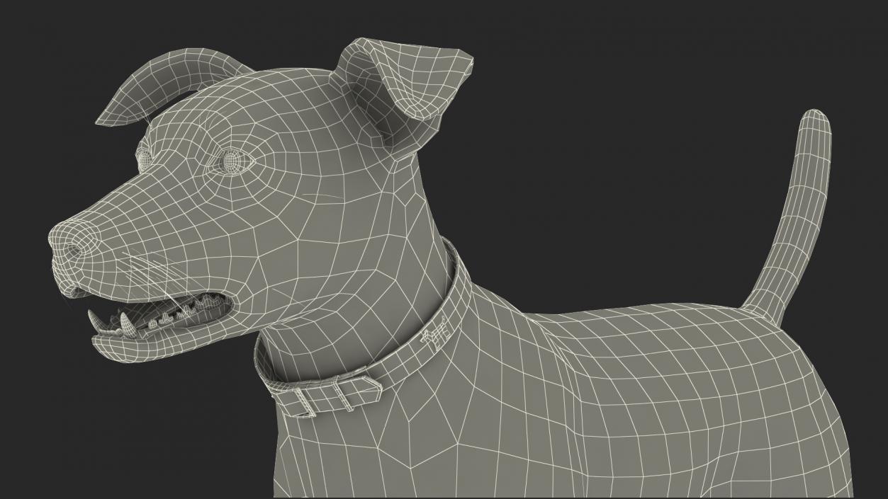 3D model White Jack Russell Terrier Fur