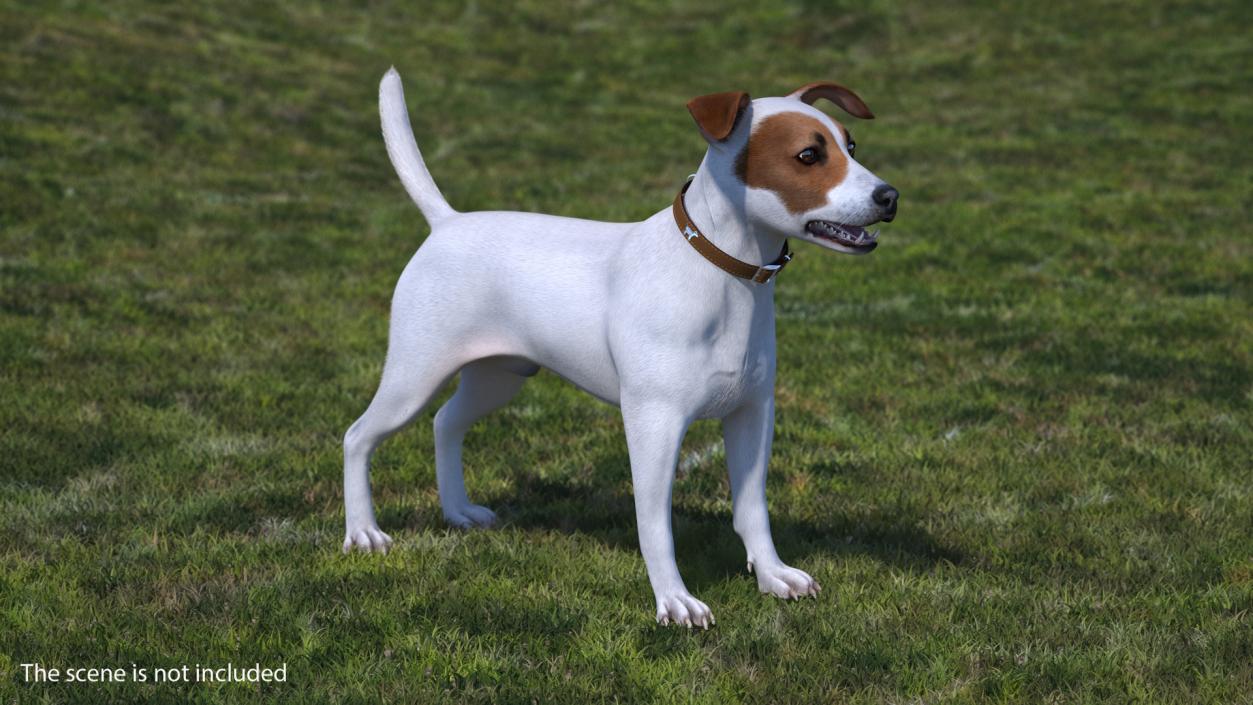 3D model White Jack Russell Terrier Fur