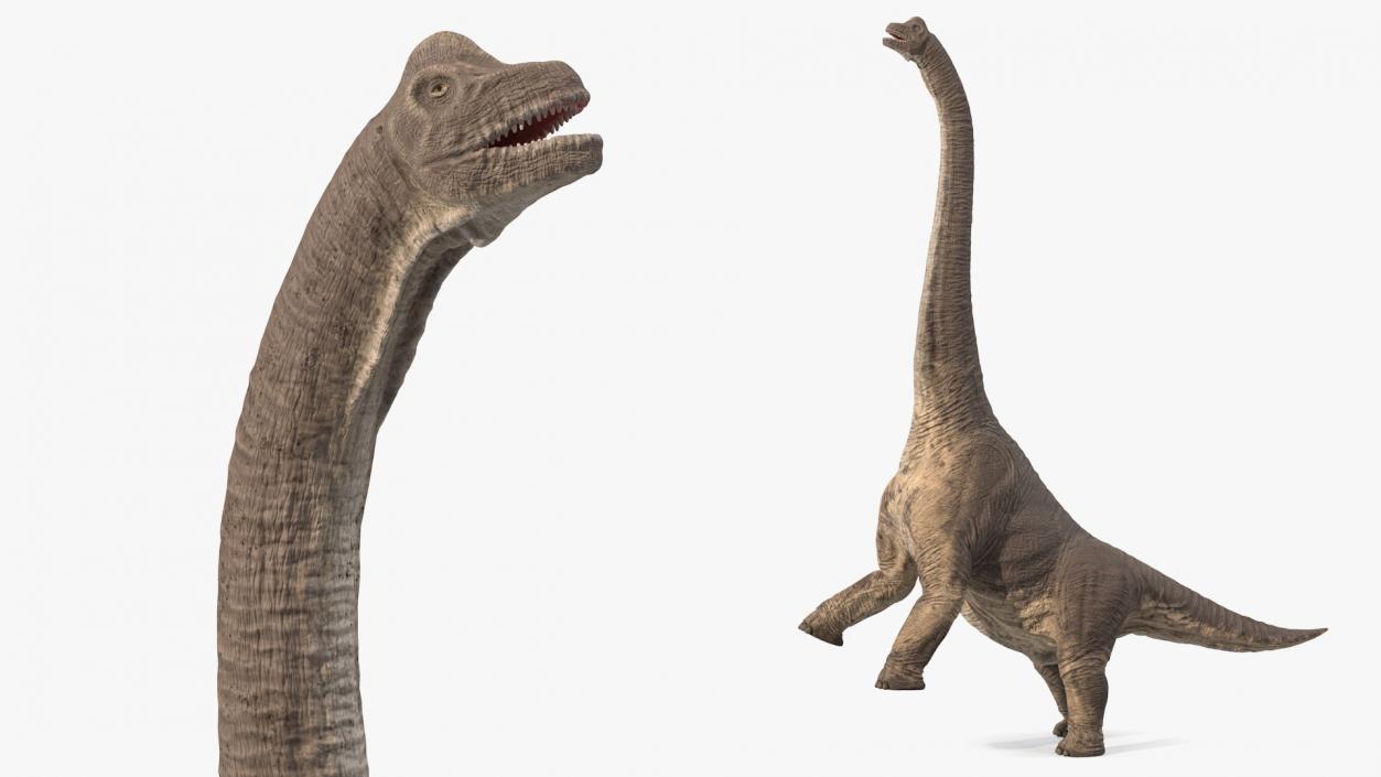 3D Brachiosaurus Altithorax Rigged