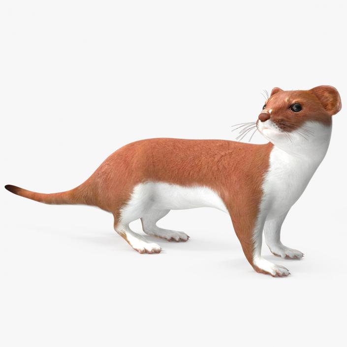 3D Eurasian Stoat Brown Rigged for Maya