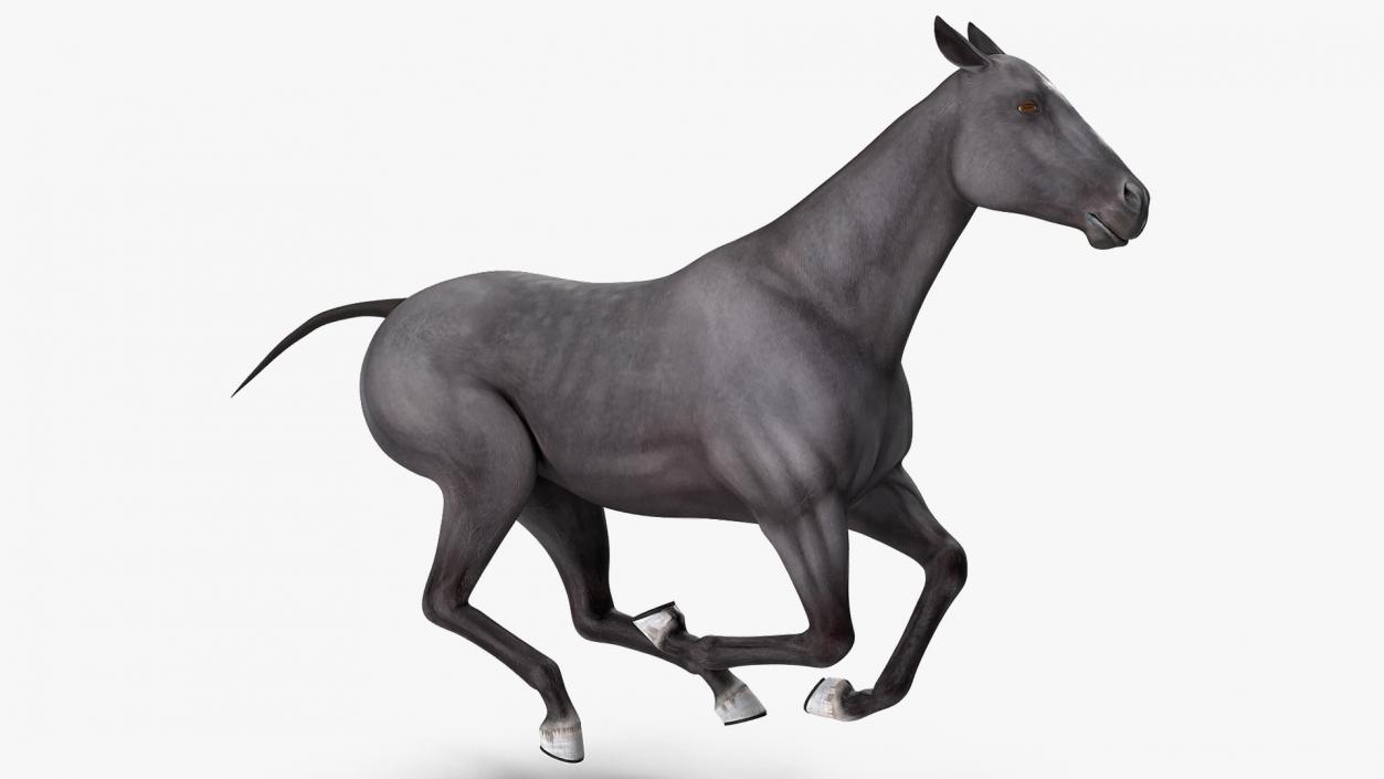 3D Horse Black Rigged model